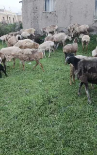 کارگر (چوپان)