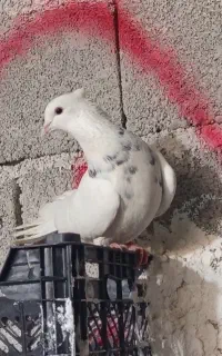 کبوتر