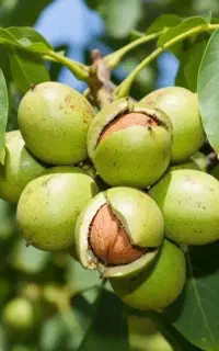 نهال خاص گردوبادام گیلاس رازبری گلابی آرش