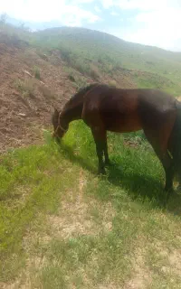 کره اسب عرب