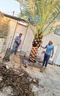 بریدن نخل  هرس نخل گرته لقاح سمپاشی نخل تقویت