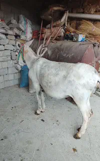 الاغ نر