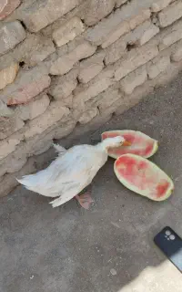 سلام دوستان عزیز اردک سالم
