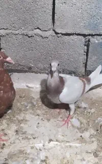 غوره