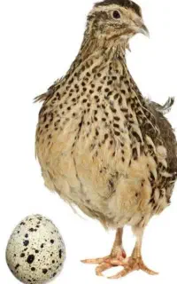 مگه بلدرچینه