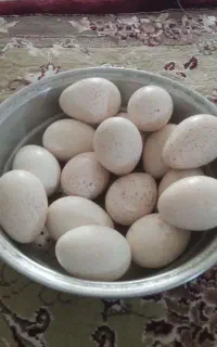 تخم بوقلمون