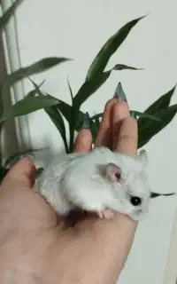 همستر نژاد دار روبروفسکی