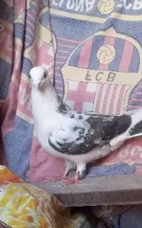 گمشده