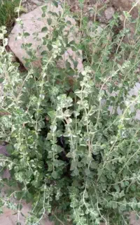 اویشن کوهی