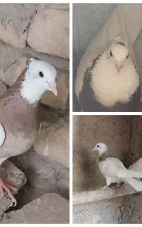 کبوتر