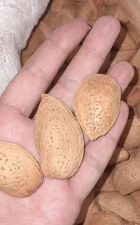 بادام درشت شیرین کیلویی 1 میلیون