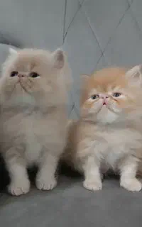 بچه گربه پرشین اصیل