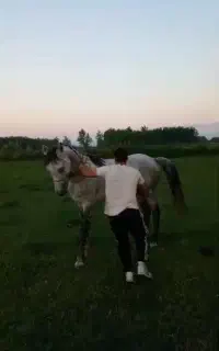 اسب عرب نیلی