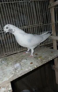 کبوتر تهرونی