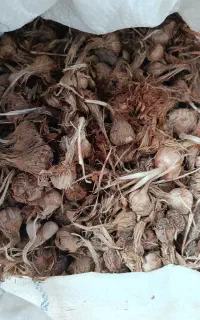 آگهی فروش پیاز زعفران