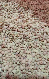 عدس محلی بوجاری شده امسال