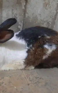 خرگوش