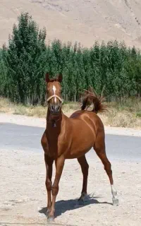 دو تا کره و مادیون