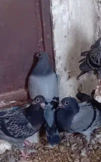 جوجه سبز و پولک پلاکی نسل دار