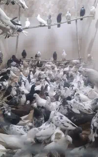 کبوتر