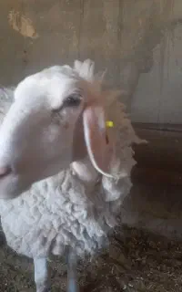 دوراس گوسفنداصف