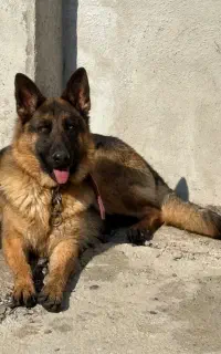 ژرمن ماده عقیم شده