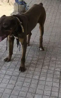 سگ دوبرمن بلوطی