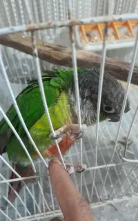 گرینچیک نر دستی نازز