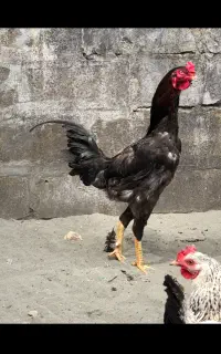 خروس لاری