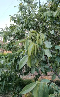 گردو کوه سفید