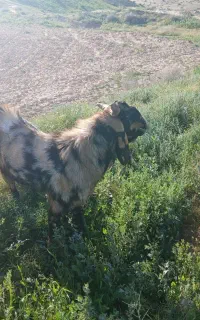 دوبر پاکستان