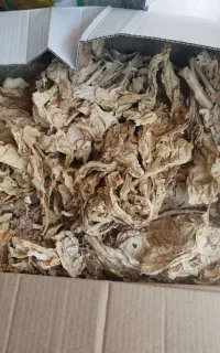 برگ زرد امسال