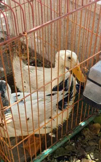اردک