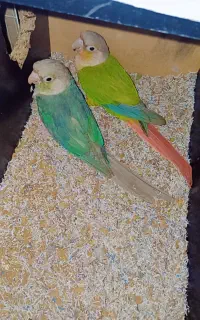 جفت گرینچیک کارداده