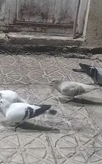 کفتر