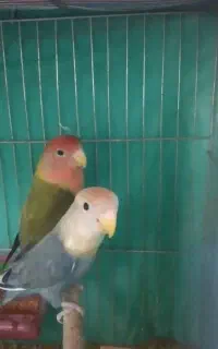 طوطی برزیلی اوپال مولد