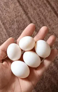 تخم کبوتر تازه