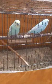 سه عدد مرغ عشق