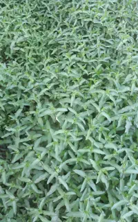 نعنا تازه