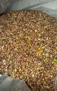 مغز بنه (پسته کوهی)