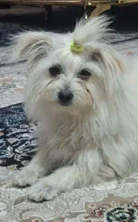 سگ خونگی