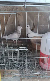 طوقی سرور طوقی هفت رنگ قفس درجه یک