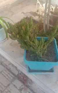 گل کاکتوس