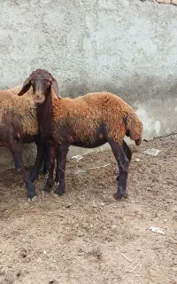 بره ماده