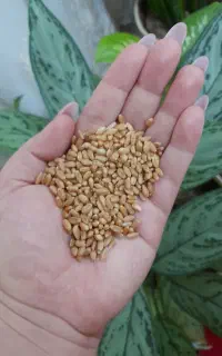 گندم بوجاری شده