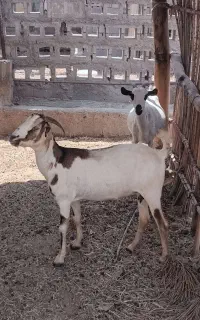 بز و کهره نر