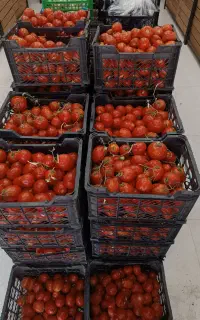 گوجه ربی مفت