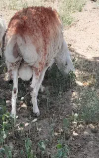 قوچ عربی جوان