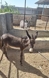 ۲عدد الاغ گله ای