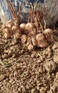 فروش زعفران